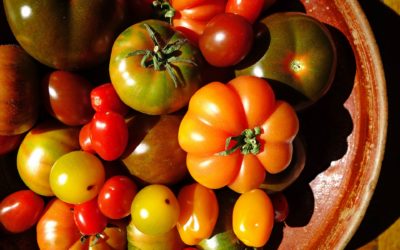 Italian tomatoes, a red and juicy love story
